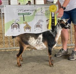 Patagonia